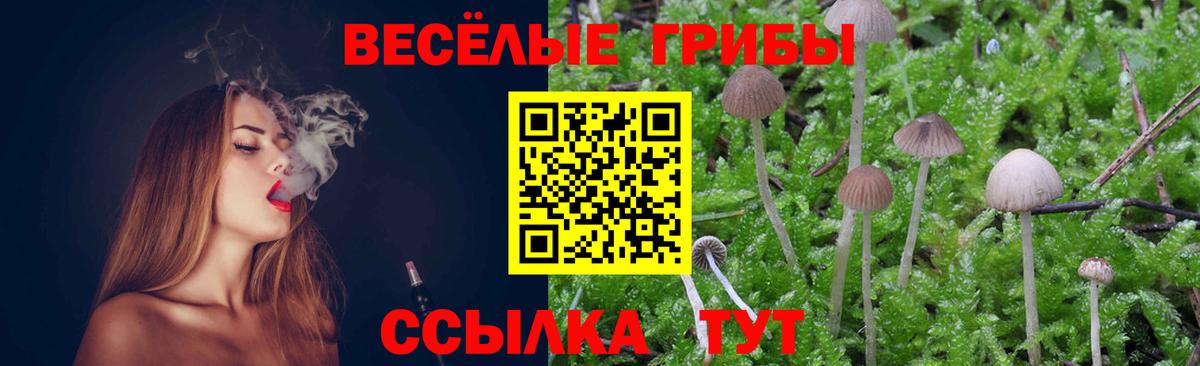 Псилоцибиновые грибы Psilocybe Кольчугино